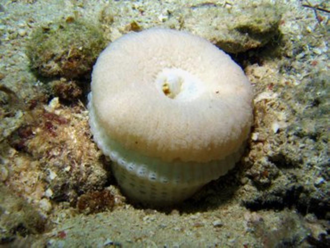 Представитель Семейства Aurelianidae